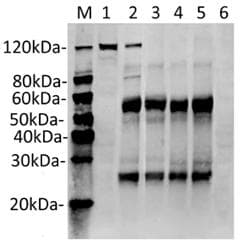 Streptococcus pyogenes CRISPR-associated endonuclease Cas9/Csn1 Antibody (clone 11C12)