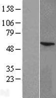 Human P450SCC / CYP11A1 Protein (Over-Expression Lysate Myc-DDK (Flag))