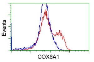 COX6A1 Antibody (clone OTI6H8)