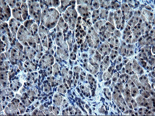 ZFAND3 / TEX27 Antibody (clone OTI1G7)