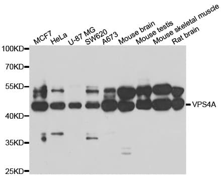VPS4A Antibody