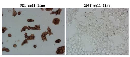 PDCD1 / CD279 / PD-1 Antibody (clone UMAB199, Carrier-free)