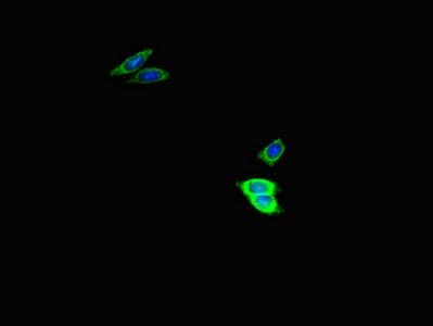 USP2 Antibody