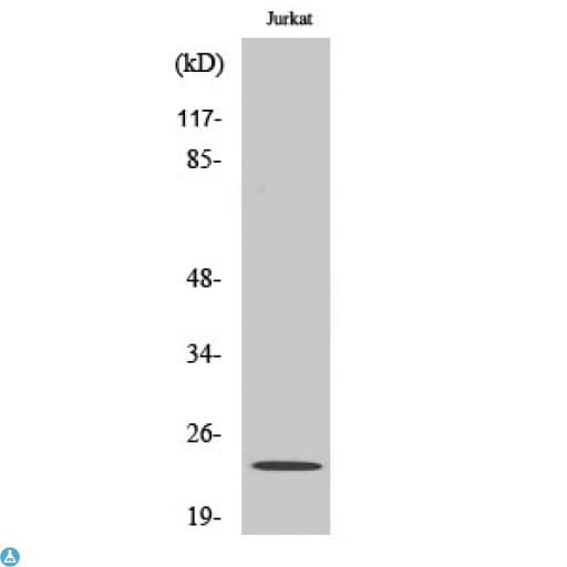BAD Antibody