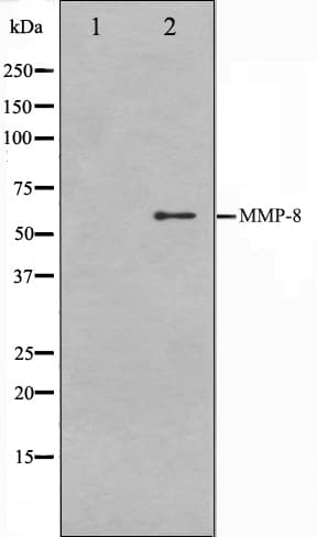 MMP8 Antibody