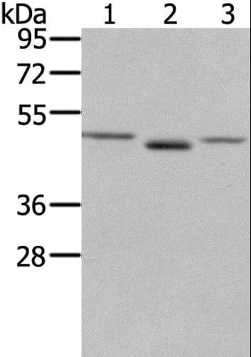 FGFRL1 Antibody