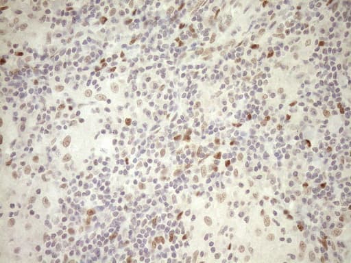 NR1H3 / LXR Alpha Antibody (aa69-329, clone OTI1A5)