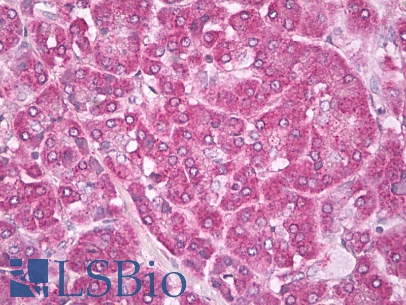 IHC-plus™ AQP1 / Aquaporin 1 Antibody (aa1-10)
