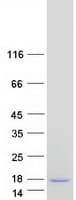Human S100A7A / S100A15 Protein (Recombinant Myc-DDK (Flag))