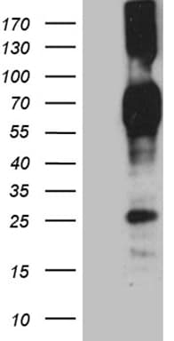 CD244 Antibody (clone OTI1B12)