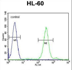 Polyclonal Rabbit anti-Human CNIH2 Antibody (aa31-59, IHC, IF, WB)