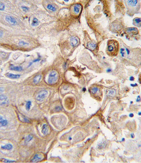 Polyclonal Rabbit anti-Human CYP2W1 Antibody (aa7-33, IHC, WB)