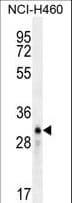 LCN9 Antibody (aa36-64)