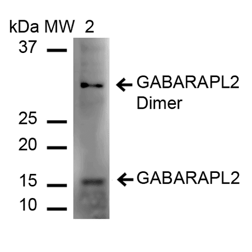 GABARAPL2 / ATG8 Antibody (Biotin)