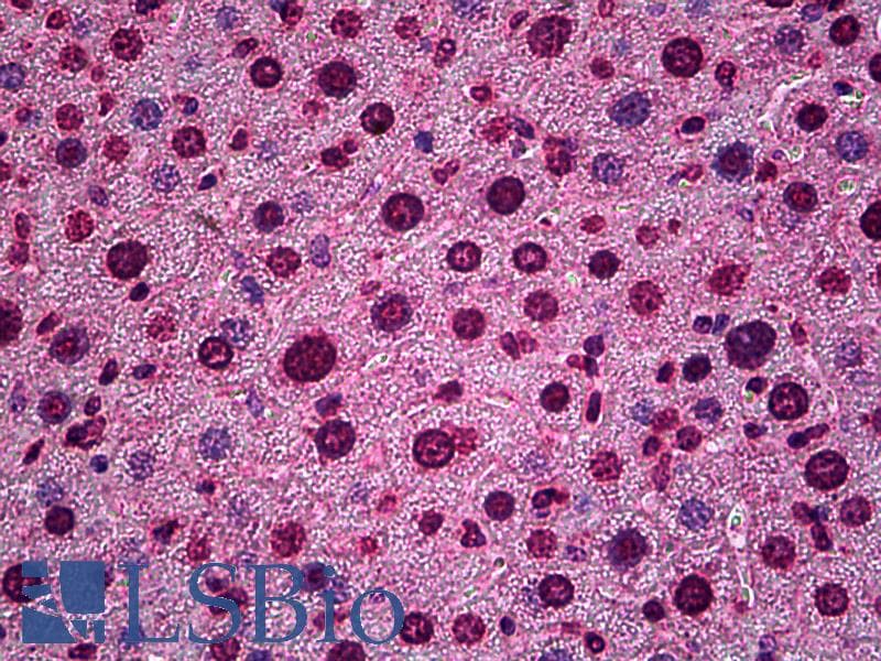 IHC-plus™ HES5 Antibody (aa83-95)