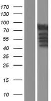 RPH3A / Rabphilin 3A Protein (Over-Expression Lysate Myc-DDK (Flag))
