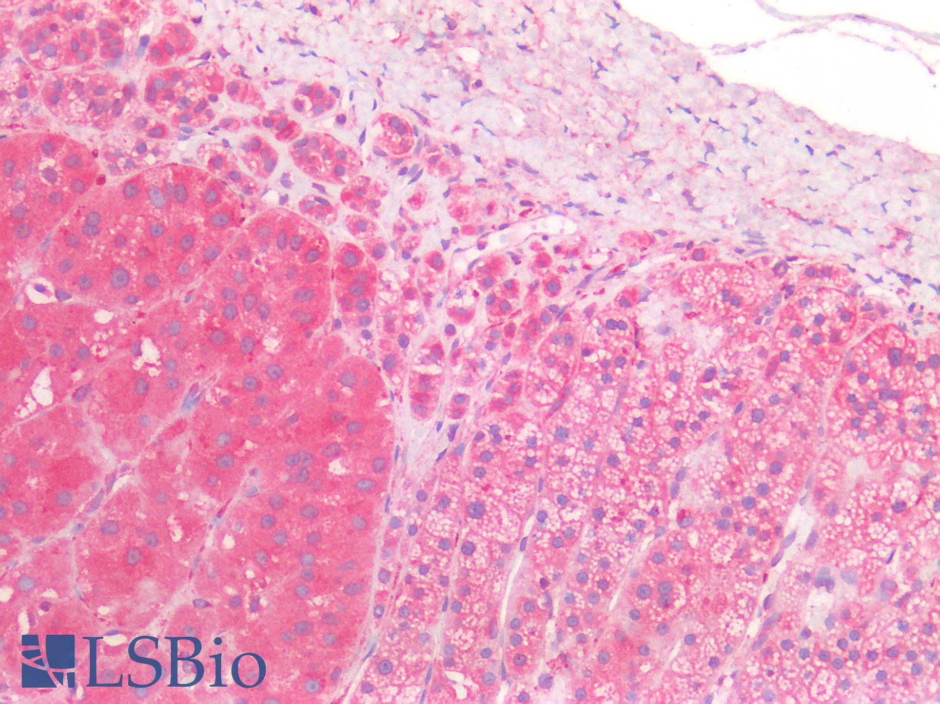 IHC-plus™ Proenkephalin / PENK Antibody