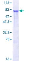 Human PSMD12 / Rpn5 Protein (Recombinant GST)