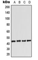 PathPlus™ ADORA2A/Adenosine A2A Receptor Antibody (Internal)