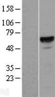 ACD / PTOP Protein (Over-Expression Lysate Myc-DDK (Flag))