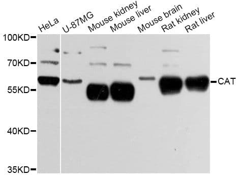 CAT / Catalase Antibody