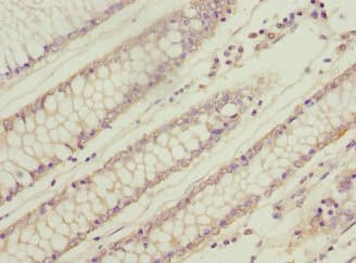 WNT14 / WNT9A Antibody