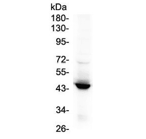 IDO1 / IDO Antibody