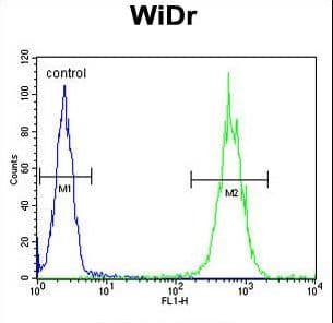 Polyclonal Rabbit anti-Human ALDH5A1 Antibody (IHC, WB)