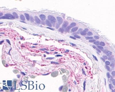 PathPlus™ GPR4 Antibody (C-Terminus)