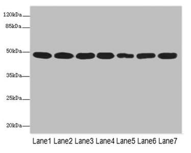 COPS3 / CSN3 Antibody