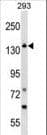 GAK Antibody (aa1140-1170)