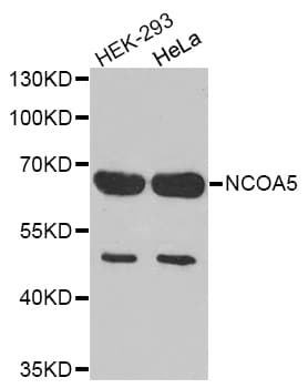 NCOA5 Antibody