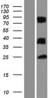 LGALS12 / Galectin 12 Protein (Over-Expression Lysate Myc-DDK (Flag))