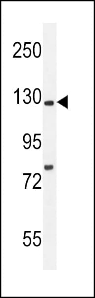 KIF5C Antibody