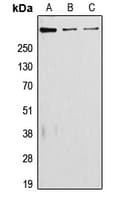 Polyclonal Rabbit anti-Human LAMA5 / Laminin Alpha 5 Antibody (Internal, IHC, WB)