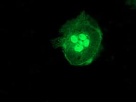 LCMT1 Antibody (clone OTI3F4, Carrier-free)