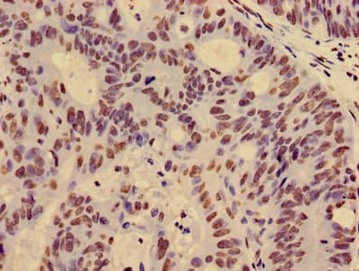 HIST1H4I Antibody
