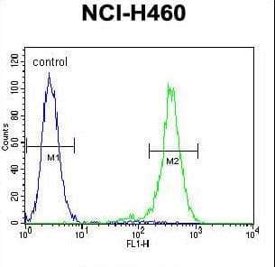OR2B11 Antibody (aa248-276)