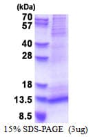 Human RAMP1 Protein (Recombinant His)