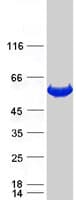 Human CALCOCO2 Protein (Recombinant Myc-DDK (Flag))