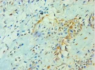 YWHAQ / 14-3-3 Theta Antibody (aa1-245)