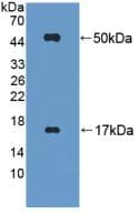 FGL2 Antibody (aa20-432)