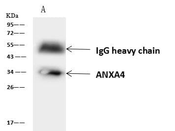 ANXA4 / Annexin IV Antibody
