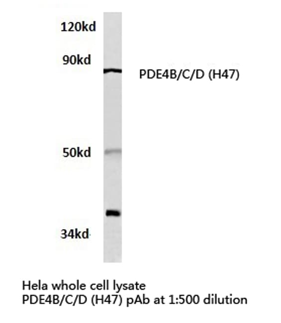 PDE4D Antibody (His47)