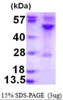 Human RRAGC / RAGC Protein (Recombinant His)