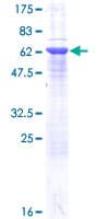 Human STX16 / Syntaxin 16 Protein (Recombinant GST)