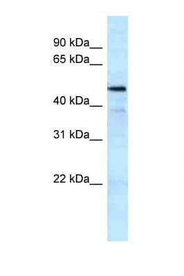 Polyclonal Rabbit anti-Rat KAT5 / TIP60 Antibody (C-Terminus, WB)
