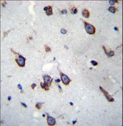 SIM1 Antibody (aa1-30)
