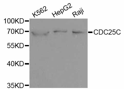 CDC25C Antibody