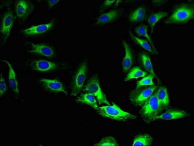 MFSD5 Antibody